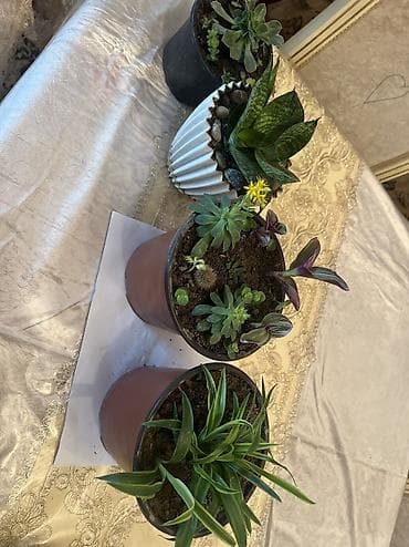 xetayi rayonu: Dipcek guleri — 9