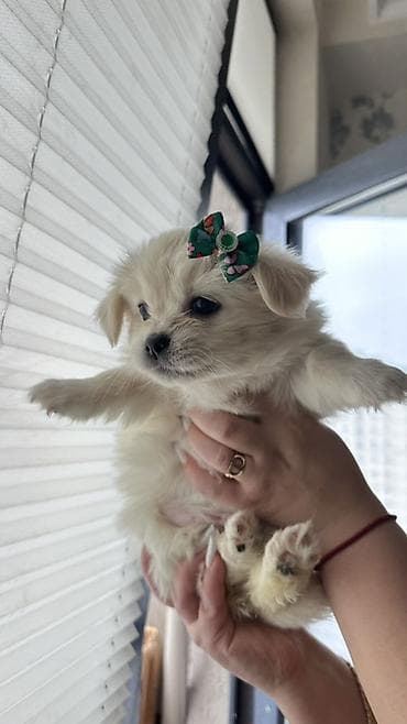 Quşlar: Mətn: Balaca it balaları(Pomerianskiy wpic+Korolevskiy pekenes) - — 2