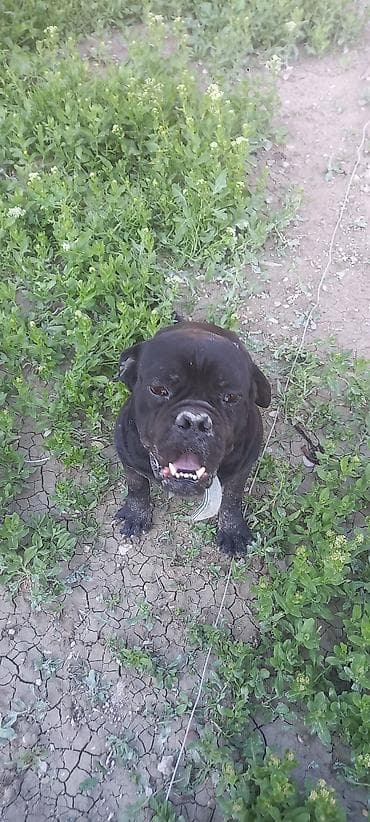 xacmaz heyvan bazari: Məhsul: Qara rəngli it (orta-böyük ölçü) Təsvir:salam erkəydi - Qısa — 2