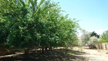 bir sot torpaq nece metrdir: 25 sot, Tikinti, Makler, Kupça (Çıxarış) — 9