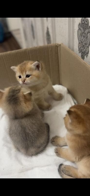 pişik pişik: Britan, Dişi — 6