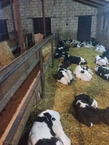 tap az sudluk inəklər: Satış: Qara-ağ ləkəli buzovlar (Holştayn tipli) - Şəkillərdə görünən — 1