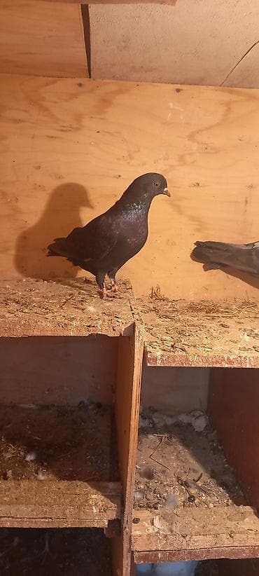 Qaralar satilir hamisi həyətdən çixma balalardi real aliciya endirim lalafo.az -da Qaralar satilir hamisi həyətdən çixma balalardi real aliciya endirim