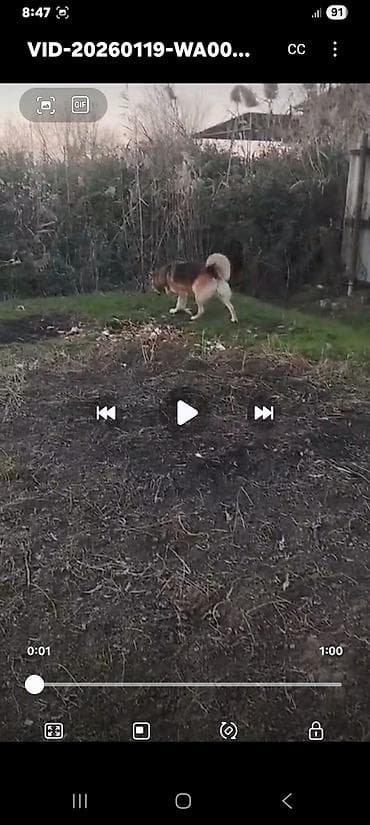 ucuz ev itleri: Alman çoban iti — 2