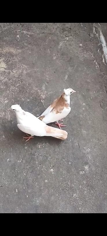 Quşlar: Ağ-krem rəng keçişli 2 ədəd göyərçin cütü - Rəng: əsasən ağ, qanad və — 2