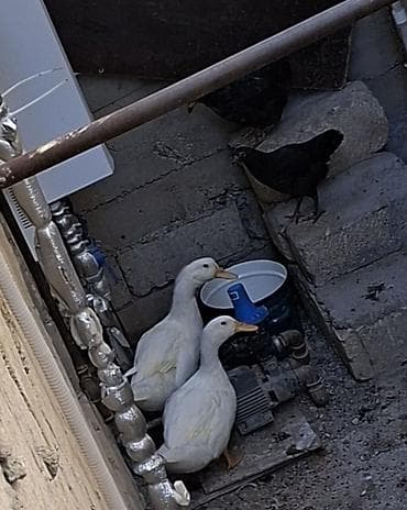 itler ucuz: 2,5 aylıq ağ ördəklər + iki çolpa. Ördəyin 1-i erkək, 1-i dişidir — 5