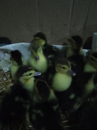 lal ördək sumqayıt: Lal ördək balası 4 günlük — 3