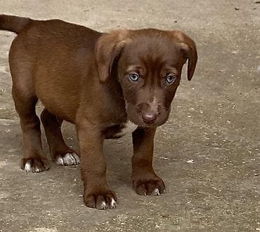 Balıqlar: 2 ay, Dişi, Peyvəndli — 4