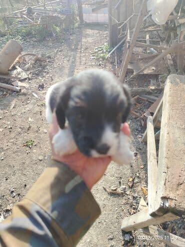 Аквариумы: Самка, Самовывоз — 2