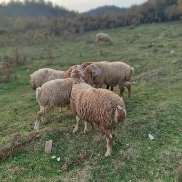Dovşanlar: Məhsul: erkək quzular Təsvir: - Şəkillərdə dağ‑ətəyi otlaqda — 1