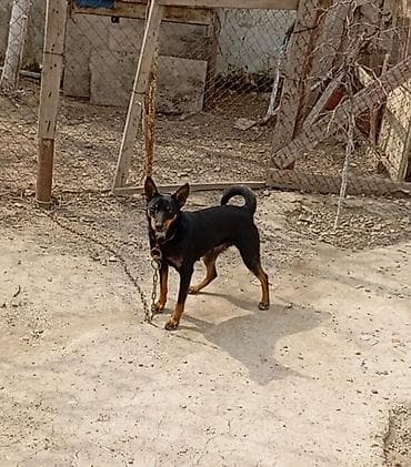 qus adlari azeri: Miniatür pinçer, 1 il, Dişi — 3