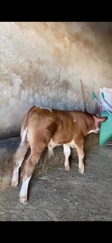 simmental ineklerin satisi: Satışda – sağlam, ətlik istiqamətli dana. Xüsusiyyətlər: - Cins tipi — 4