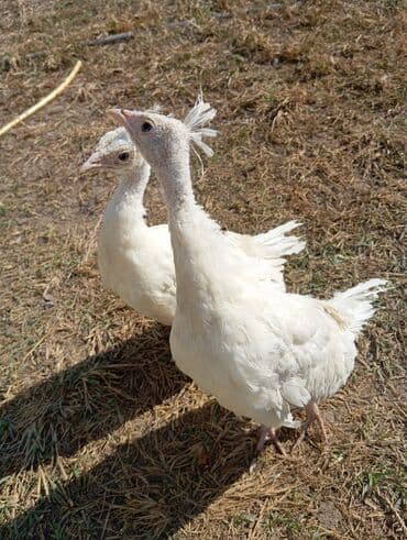 kəklik quşu: Məhsul: Ağ tovuz quşu balasi satılir 4 ayina keçbler bir xoruz biri — 1