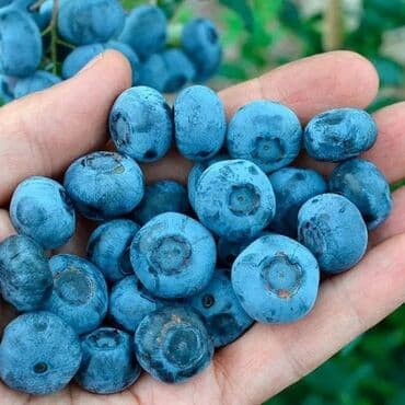 dibcək gulləri ev gulleri ve adlari: Qolubika mavi gile hazır dipceylerde mehsula düşən kollar yeni gəlib — 2