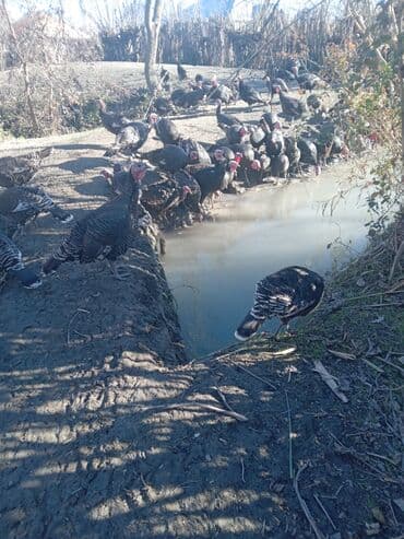 Atlar: Məhsul: Hind quşları (qara rəngli, xüsusi təbii bəsləmə) Təsvir: - — 3