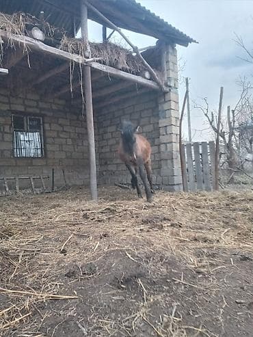 ag at satilir: Qiymət 500 - Növlə: at (qəhvəyi rəng, qara yalı və quyruq) - Təyinat — 1