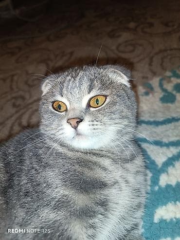 it balasi satisi: Şotland, Dişi, Ünvandan götürmə — 6