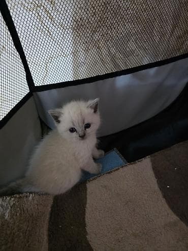 fars pişik: Britan — 7