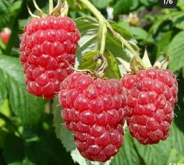 xari bulbul gulu: Xarici sort malina ağacı. Türkiyədən gelme agaclardir — 1