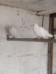 xacmaz heyvan bazari: Sadə göyərçinlər satılır biri 10 AZN — 2