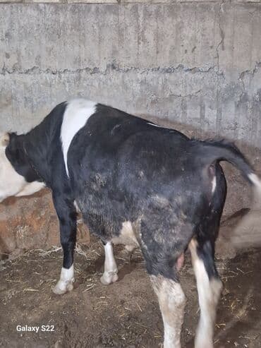 Inəklər, öküzlər: Satlıq: qaramal – erkək buzov/ dana - Növ: ətlik istiqamətli qarışıq — 6