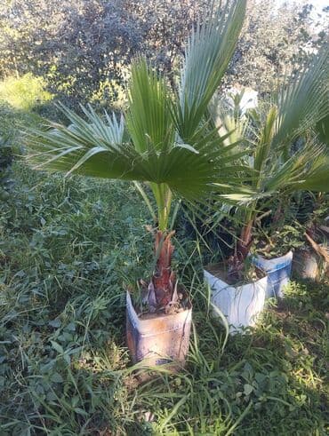 Букетные цветы: Gümüşü-boz rəngli yarpaqları olan bu evkalipt bitkiləri bağlarda və ya — 5