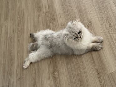 британская кошка купить: Британская, Самец, В добрые руки — 1