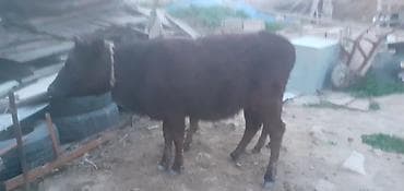 ana bala keci: Dana, buzov, Dişi, ay: 1, 100 kq, Damazlıq, Ünvandan götürmə, Ödənişli çatdırılma — 5