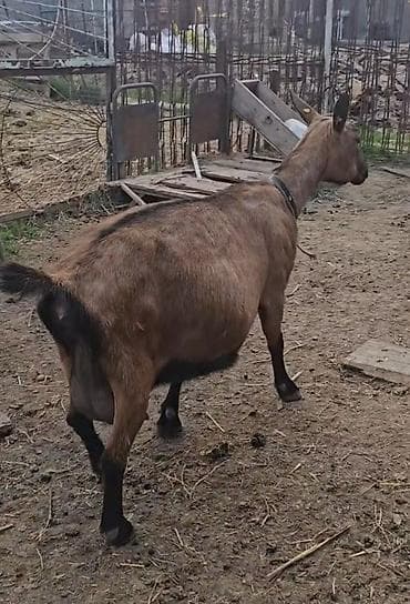 Südqocalı dişi keçi - Cins: südlük tipli, qəhvəyi-qara rəngdə