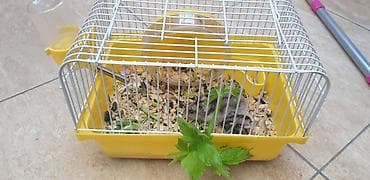 xomyak satilir: 7 hamster 3 boyuk 4 balası hamısı birliktə satiram qəfəsi ustundə — 3