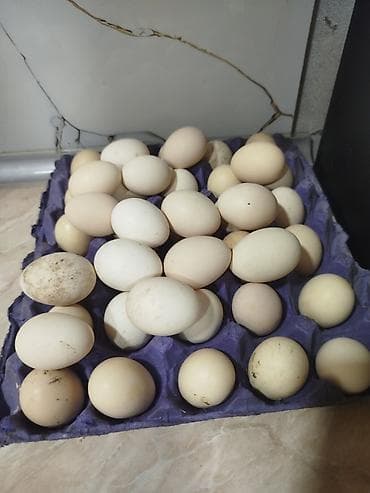 ev yumurtasi: Serebirst mayalı yumurta Whatsapp yazin Ana sürüsü ataram — 1