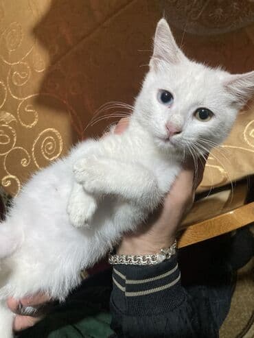 pişik ağ: Ağ tüklü, heteroxromiyalı balaca pişik. Xüsusiyyətlər: - Tam ağ — 2