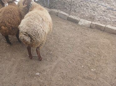 cins ineklerin satisi 2018: Qoyunlar – yerli ətlik/yunluq sürü - Şəkillərdə bir neçə baş yerli — 2