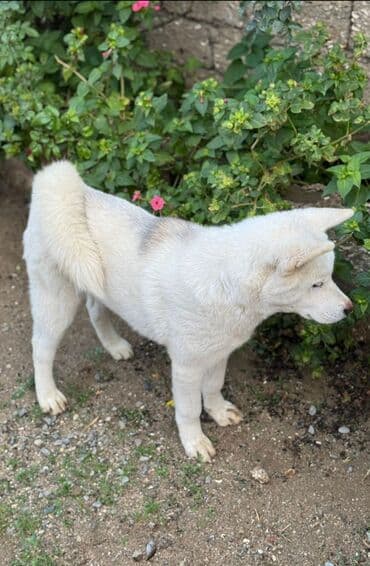 Akita-inu, 6 ay, Erkek, Ödənişli çatdırılma