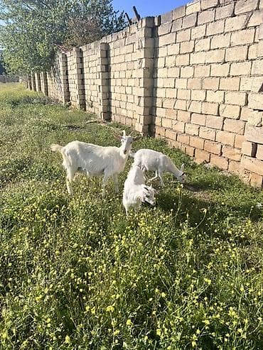 ana bala keci: Ağ rəngli keçi ailəsi – ana keçi və iki bala - Cins: süd və ət — 2