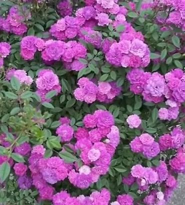 rozmarin bitkisi qiymeti: Zanbaq gül 8 azn, ətirli mürəbbə gülü 8 azn, pelargonia 8 azn — 3