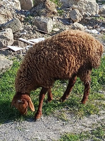 бу ковры: Salam Tam Saglam Damazlıq Qala Cinsi Ərkəydi Ünvan Zıg — 2