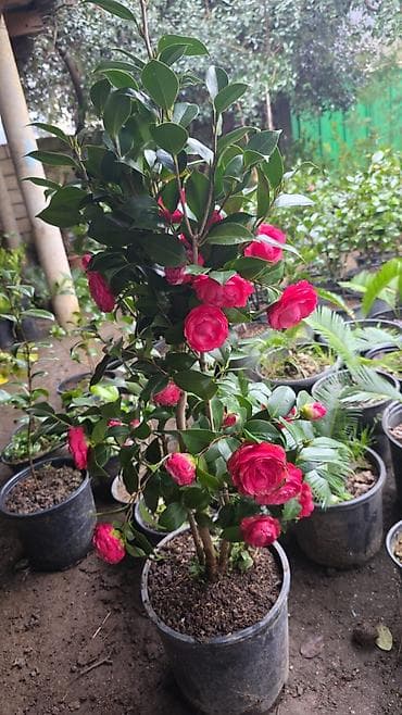 Kameliya (Camellia japonica) – qırmızı, qabarıq ləçəklərlə bol çiçəkli — 4