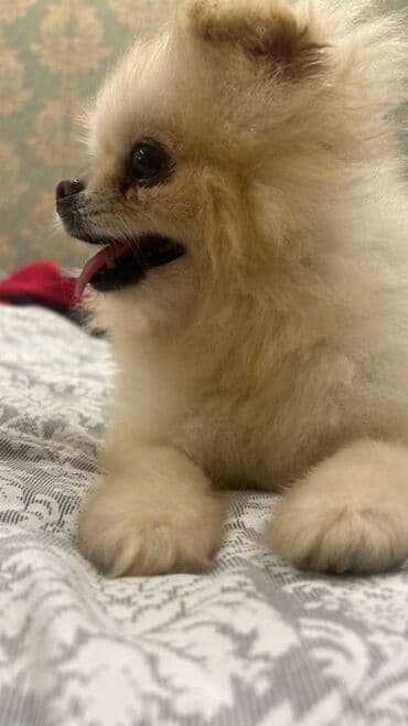 cütleşdirme: Şpitz — 2