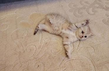 heyvan yemi: Dişi, Ünvandan götürmə — 5