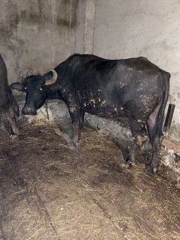 cins ineklerin satisi 2019: 2 ana camiş 2 erkey bala balalar 4 ayliqdi camişdar her biri 6 litr — 2