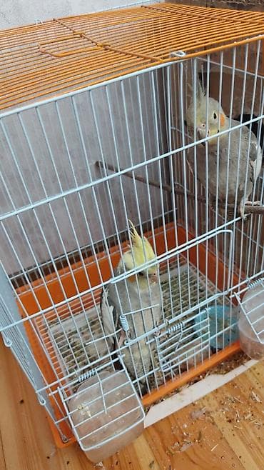 Nymph paraketləri (kakadua nimfa) – cüt - Növ: Nymphicus hollandicus -