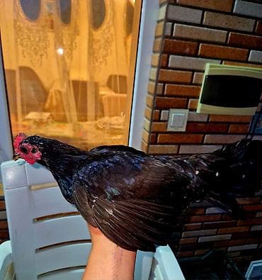 qus sesleri: Salam sekildeki bantam ( yaponka cinsidir). sekilde xoruz fere ve — 2