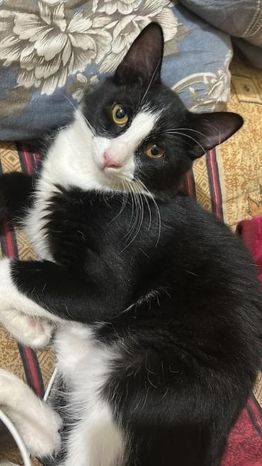 pulsuz video cat: Tabbi, Yaxşı əllərə — 2