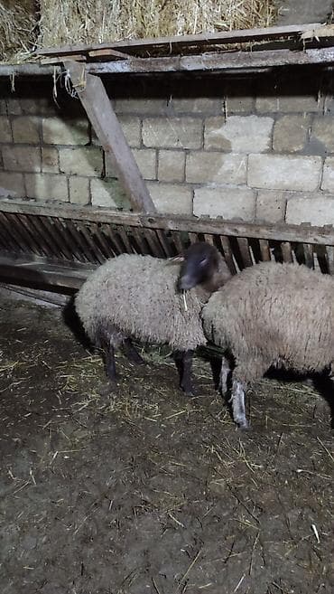 inek adlari azerbaycan: İki baş Şişek Satılır Heyvanlar tam sağlamdır heç bir problemi yoxdu — 3