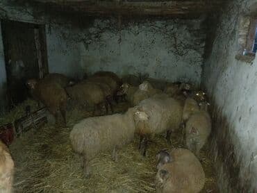 xacmazda satilan inekler: 13 baş qoyundur 1 əkiz balalidir teze balali olanda var boğaz olanda — 5