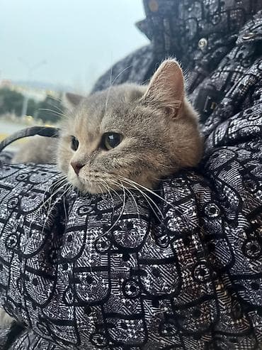 cins pişikler: Britan, Dişi, Yaxşı əllərə — 2