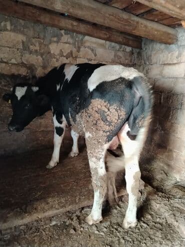 inek sagan aparat: 1 il 2 aylıq erkəy holşteyn danadır, hündür heyvandır həm damazlıqa — 3