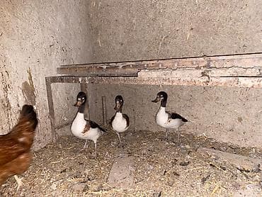 heyvanlar quşlar: Fərə Peqankalar satılır cavan heyvanlardı — 1