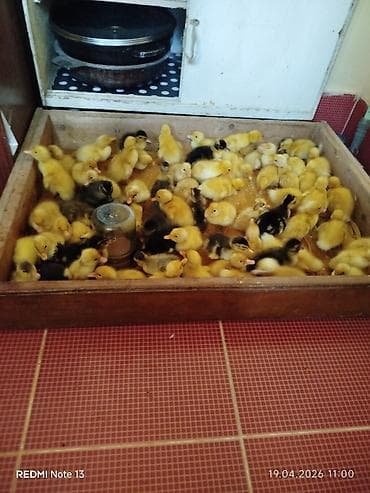 Satılır: ördək balaları Pekin Məlumat: - Növlər: sarılar təmiz pekin